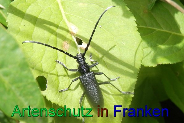 Copyright AiS- Albert Meier Bild zum Eintrag (47478-160)