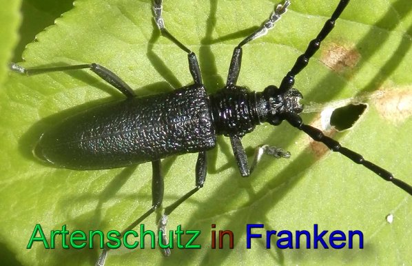 Copyright AiS- Albert Meier Bild zum Eintrag (47480-160)