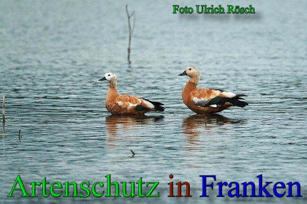 Copyright AiS- Ulrich Rösch Bild zum Eintrag (47527-160)