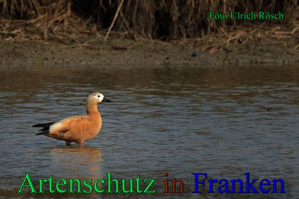 Copyright AiS- Ulrich Rösch Bild zum Eintrag (47528-160)