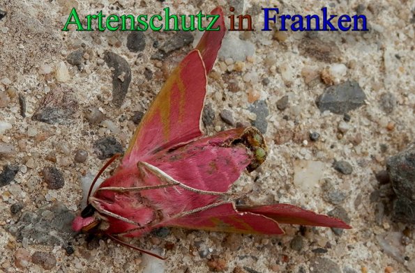 Copyright AiS- Albert Meier Bild zum Eintrag (47537-160)