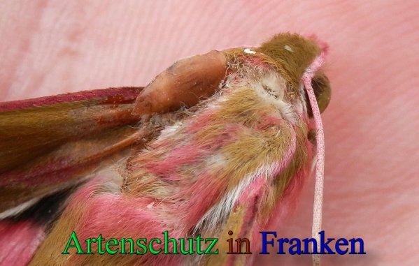 Copyright AiS- Albert Meier Bild zum Eintrag (47538-160)