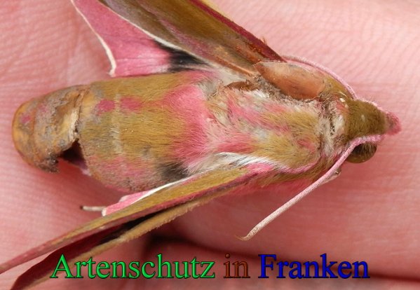 Copyright AiS- Albert Meier Bild zum Eintrag (47540-160)