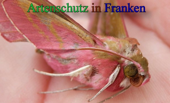 Copyright AiS- Albert Meier Bild zum Eintrag (47541-160)
