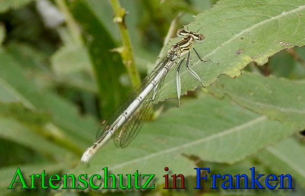 Copyright AiS- Albert Meier Bild zum Eintrag (47545-160)