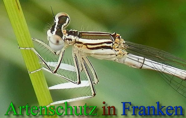 Copyright AiS- Albert Meier Bild zum Eintrag (47546-160)