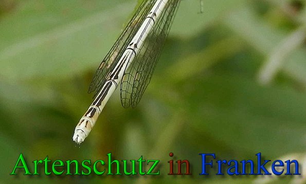 Copyright AiS- Albert Meier Bild zum Eintrag (47547-160)