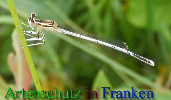 Copyright AiS- Albert Meier Bild zum Eintrag (47548-160)