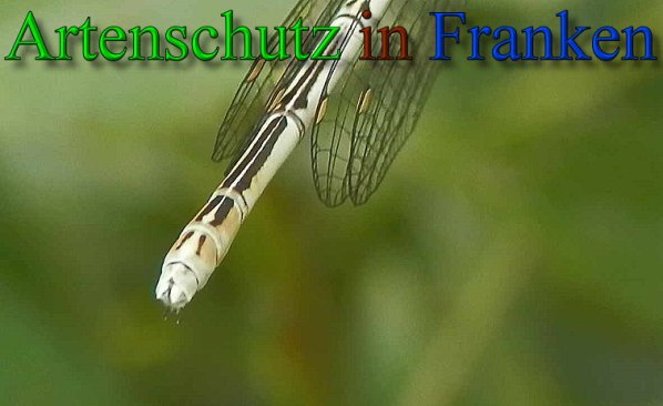 Copyright AiS- Albert Meier Bild zum Eintrag (47549-160)