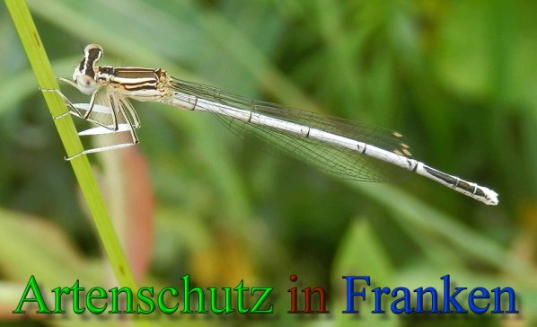Copyright AiS- Albert Meier Bild zum Eintrag (47550-160)