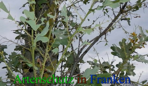 Copyright AiS- Albert Meier Bild zum Eintrag (47572-160)