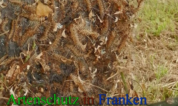 Copyright AiS- Albert Meier Bild zum Eintrag (47574-160)