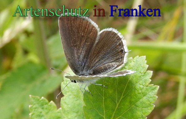 Copyright AiS- Albert Meier Bild zum Eintrag (47698-160)