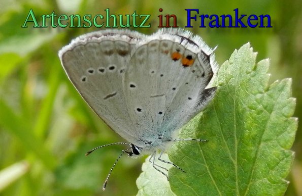 Copyright AiS- Albert Meier Bild zum Eintrag (47699-160)