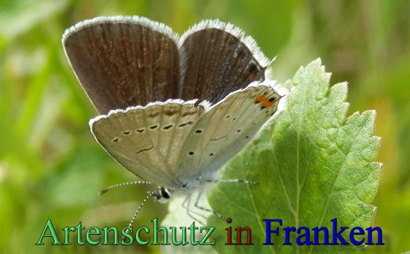 Copyright AiS- Albert Meier Bild zum Eintrag (47700-160)