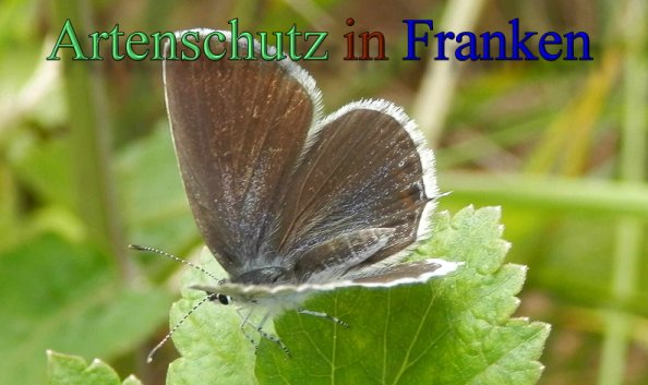 Copyright AiS- Albert Meier Bild zum Eintrag (47702-160)