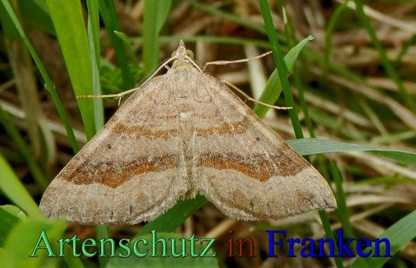 Copyright AiS- Albert Meier Bild zum Eintrag (47803-160)