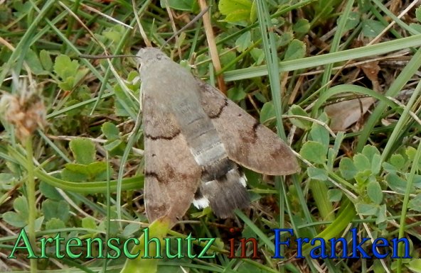 Copyright AiS- Albert Meier Bild zum Eintrag (47831-160)