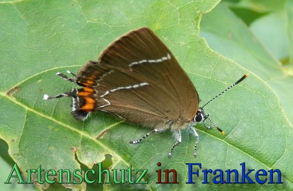 Copyright AiS- Albert Meier Bild zum Eintrag (47835-160)