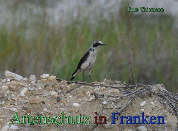 Copyright AiS Rolf Thiemann Bild zum Eintrag (47853-160)