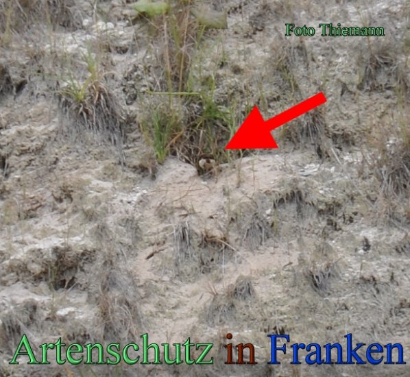 Copyright AiS Rolf Thiemann Bild zum Eintrag (47858-160)