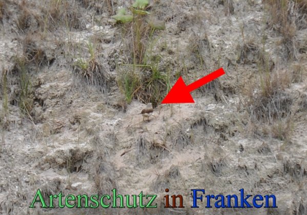 Copyright AiS Rolf Thiemann Bild zum Eintrag (47862-160)