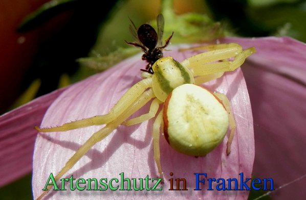 Copyright AiS- Albert Meier Bild zum Eintrag (47884-160)