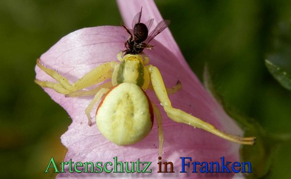 Copyright AiS- Albert Meier Bild zum Eintrag (47885-160)