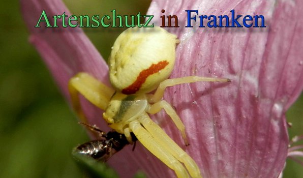 Copyright AiS- Albert Meier Bild zum Eintrag (47886-160)