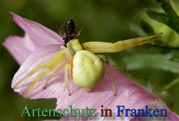 Copyright AiS- Albert Meier Bild zum Eintrag (47887-160)