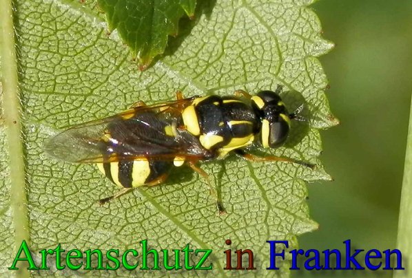 Copyright AiS- Albert Meier Bild zum Eintrag (47892-160)
