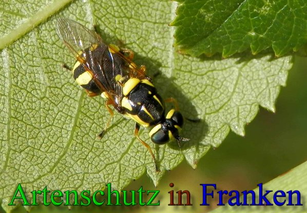 Copyright AiS- Albert Meier Bild zum Eintrag (47893-160)