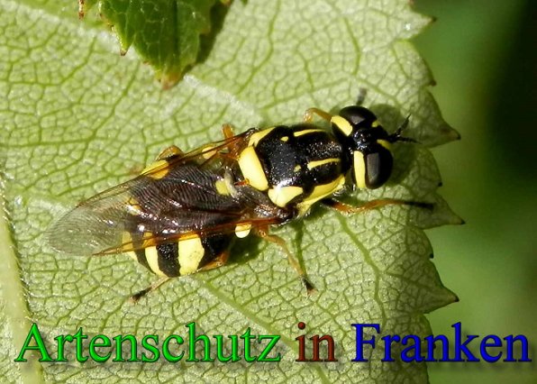Copyright AiS- Albert Meier Bild zum Eintrag (47894-160)