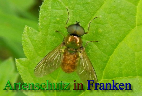 Copyright AiS- Albert Meier Bild zum Eintrag (47895-160)