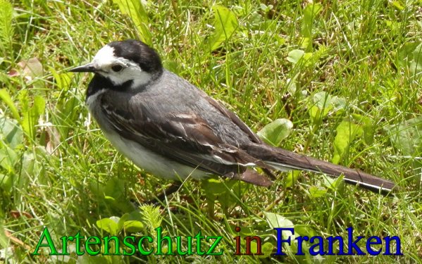 Copyright AiS- Albert Meier Bild zum Eintrag (47910-160)