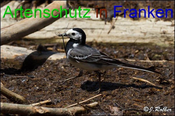 Copyright AiS-Johannes Rother Bild zum Eintrag (47923-160)