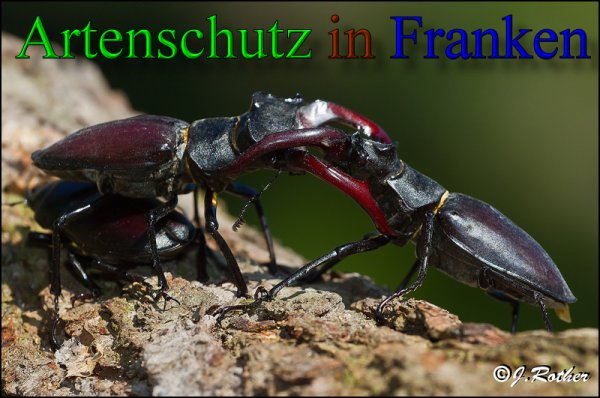 Copyright AiS-Johannes Rother Bild zum Eintrag (47953-160)