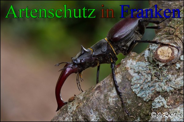 Copyright AiS-Johannes Rother Bild zum Eintrag (47977-160)