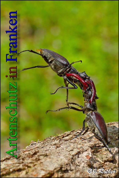Copyright AiS-Johannes Rother Bild zum Eintrag (47984-160)
