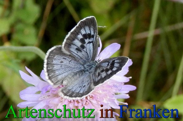 Copyright AiS- Albert Meier Bild zum Eintrag (48005-160)