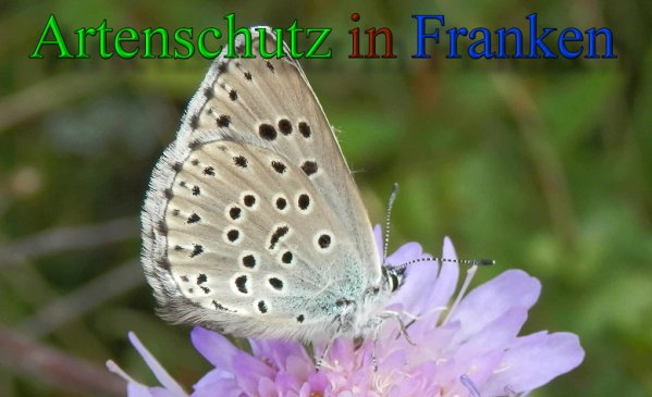 Copyright AiS- Albert Meier Bild zum Eintrag (48006-160)