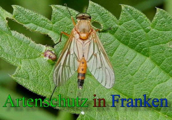 Copyright AiS- Albert Meier Bild zum Eintrag (48016-160)