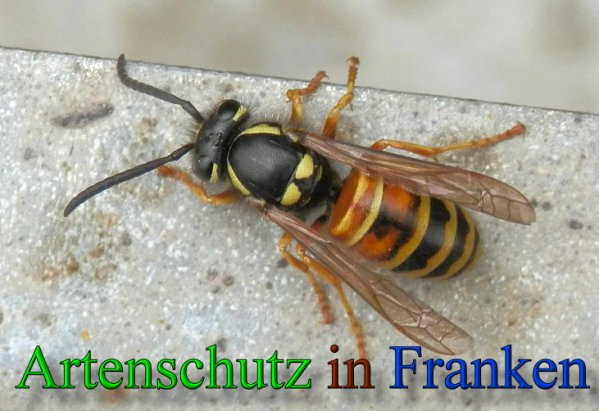 Copyright AiS- Albert Meier Bild zum Eintrag (48019-160)