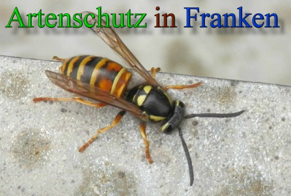 Copyright AiS- Albert Meier Bild zum Eintrag (48020-160)