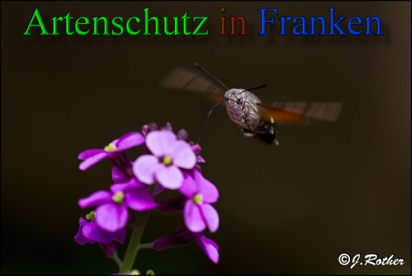 Copyright AiS-Johannes Rother Bild zum Eintrag (48049-160)