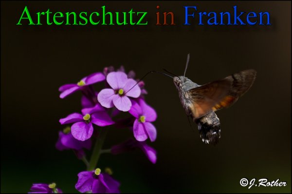 Copyright AiS-Johannes Rother Bild zum Eintrag (48050-160)
