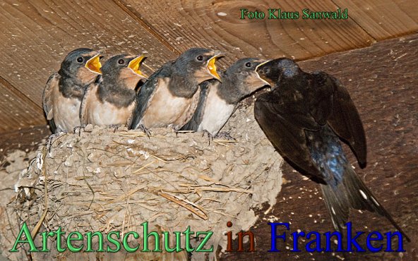 Copyright AiS - Klaus Sanwald Bild zum Eintrag (48054-160)