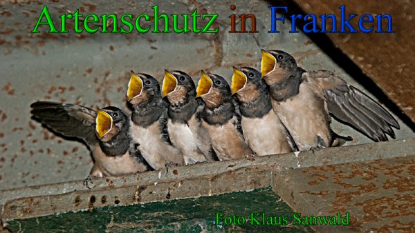 Copyright AiS-Klaus Sanwald Bild zum Eintrag (48055-160)