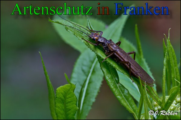 Copyright AiS-Johannes Rother Bild zum Eintrag (48074-160)
