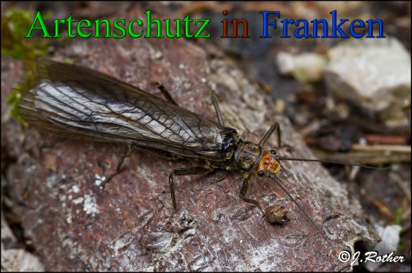 Copyright AiS-Johannes Rother Bild zum Eintrag (48075-160)